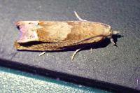 Eucosma conterminana