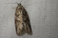 Cnephasia