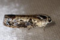 Hedya salicella
