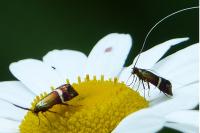 Adela australis