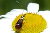 Nemophora fasciella