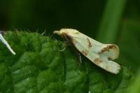 Agapeta hamana