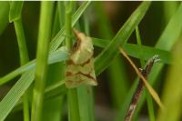 Agapeta hamana