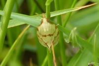Agapeta hamana