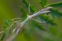 Merrifieldia baliodactyla
