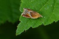 Ancylis obtusana
