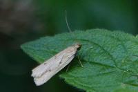 Acompsia antirrhinella/tripunctella