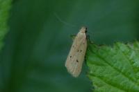 Acompsia antirrhinella/tripunctella