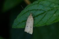 Acompsia antirrhinella/tripunctella