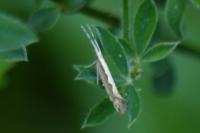 Plutella xylostella