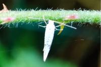 Argyresthia