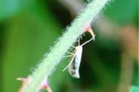 Argyresthia