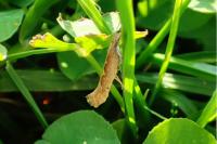Plutella xylostella