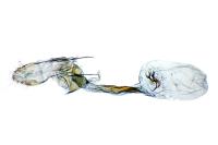 Mompha langiella