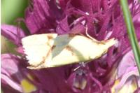 Agapeta hamana