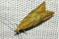 Orophia ferrugella