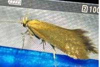 Crassa tinctella