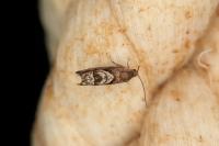 Cydia interscindana