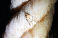 Clepsis consimilana