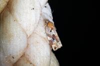 Archips xylosteana