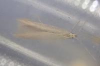 Coleophora sylvaticella