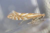 Phyllonorycter cerasinella