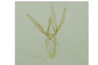 Phyllonorycter cerasinella