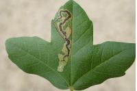 Stigmella