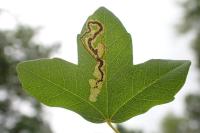 Stigmella