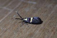 Dasycera oliviella