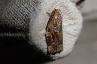 Archips xylosteana