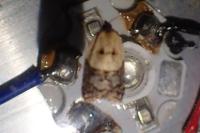Acleris variegana