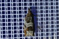 Ancylis achatana