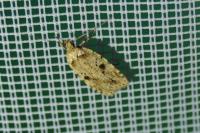Agonopterix arenella