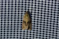 Celypha striana