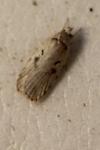 Agonopterix ocellana