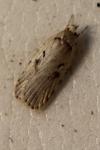 Agonopterix ocellana