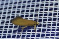 Crassa unitella