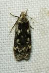 Anacampsis blattariella