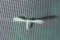 Pterophorus pentadactylus