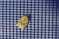 Clepsis consimilana
