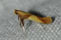 Caloptilia alchimiella