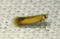 Coptotriche marginea