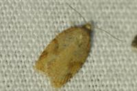Acleris ferrugana/notana