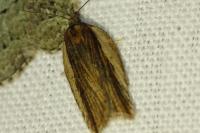 Acleris hastiana