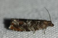 Ancylis achatana