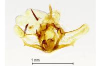 Phtheochroa sodaliana