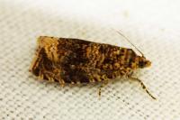 Celypha lacunana