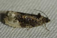 Hedya nubiferana