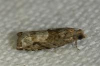 Rhopobota naevana